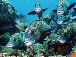 some sweetlips around sipadang by Jens Herbst 